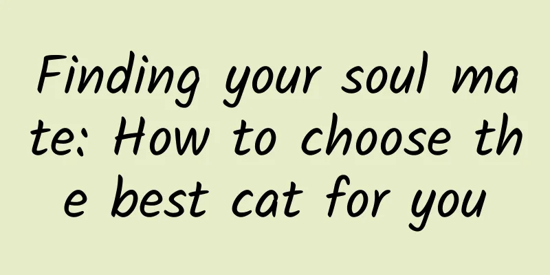 Finding your soul mate: How to choose the best cat for you
