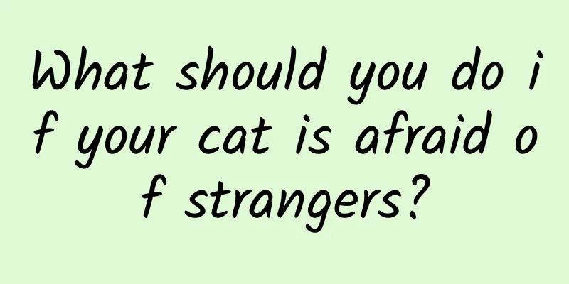 What should you do if your cat is afraid of strangers?