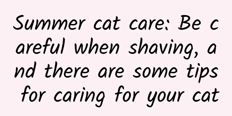 Summer cat care: Be careful when shaving, and there are some tips for caring for your cat