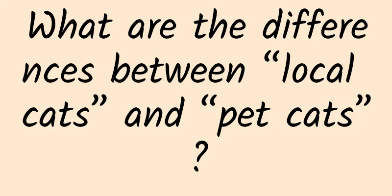 What are the differences between “local cats” and “pet cats”?