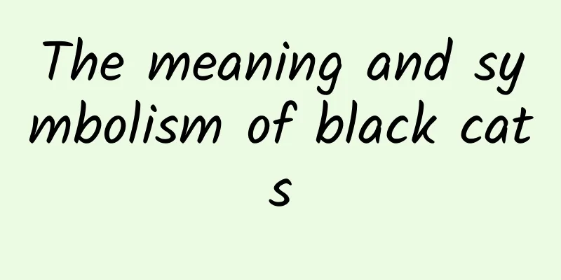 The meaning and symbolism of black cats