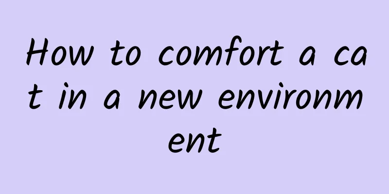 How to comfort a cat in a new environment