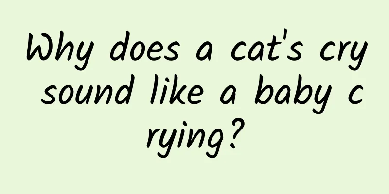 Why does a cat's cry sound like a baby crying?