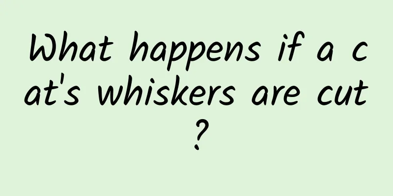 What happens if a cat's whiskers are cut?