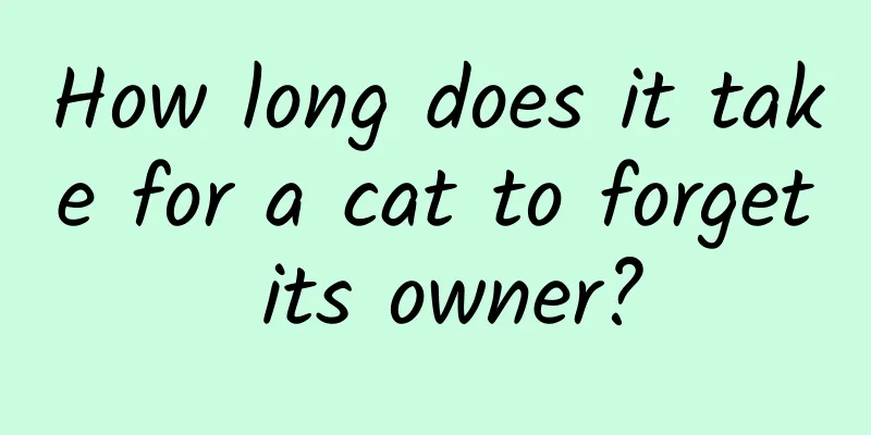 How long does it take for a cat to forget its owner?