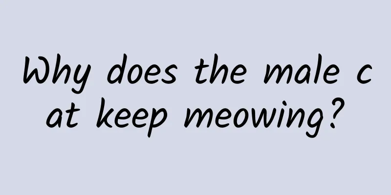 Why does the male cat keep meowing?