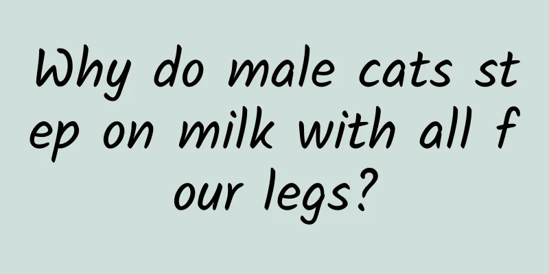 Why do male cats step on milk with all four legs?