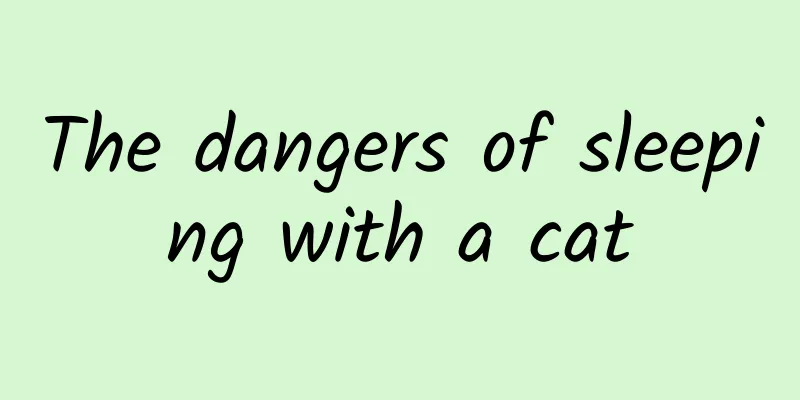 The dangers of sleeping with a cat