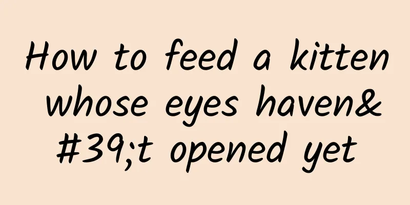 How to feed a kitten whose eyes haven't opened yet