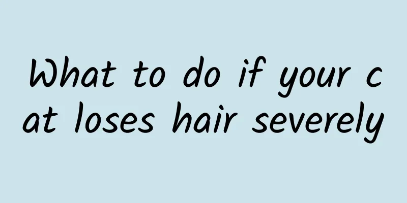 What to do if your cat loses hair severely