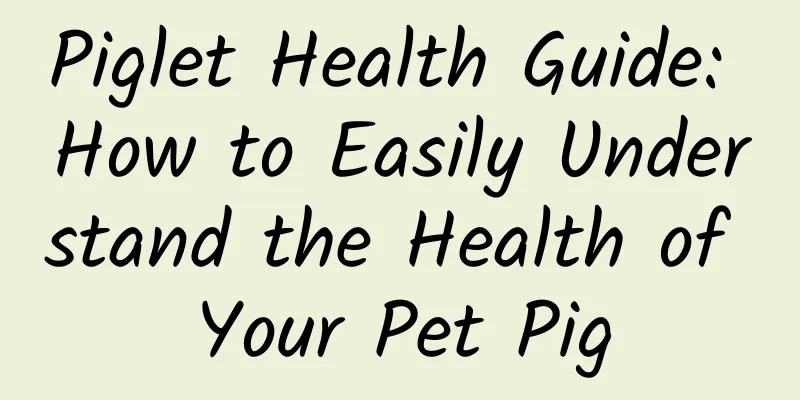 Piglet Health Guide: How to Easily Understand the Health of Your Pet Pig