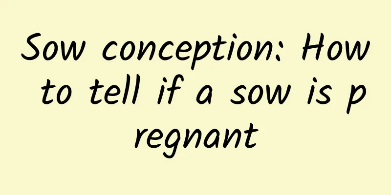 Sow conception: How to tell if a sow is pregnant