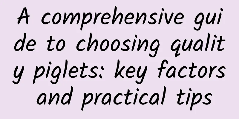 A comprehensive guide to choosing quality piglets: key factors and practical tips