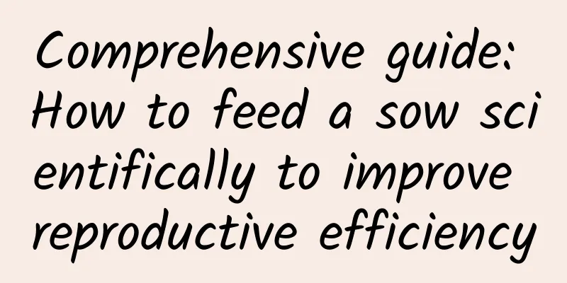 Comprehensive guide: How to feed a sow scientifically to improve reproductive efficiency