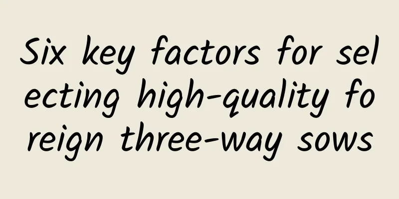 Six key factors for selecting high-quality foreign three-way sows