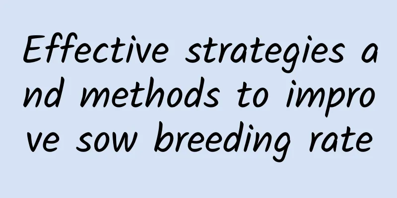 Effective strategies and methods to improve sow breeding rate