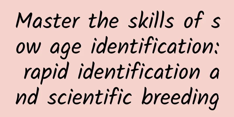 Master the skills of sow age identification: rapid identification and scientific breeding