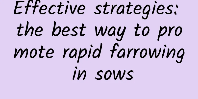 Effective strategies: the best way to promote rapid farrowing in sows