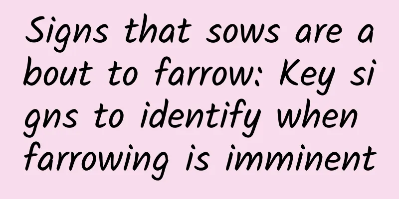 Signs that sows are about to farrow: Key signs to identify when farrowing is imminent
