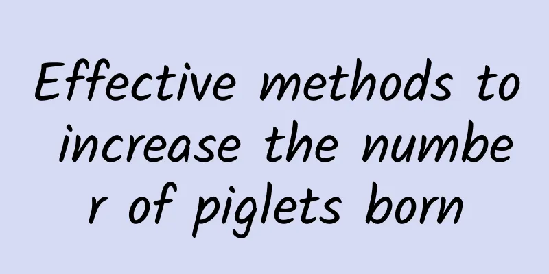 Effective methods to increase the number of piglets born