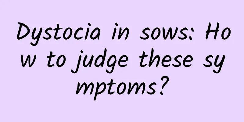 Dystocia in sows: How to judge these symptoms?