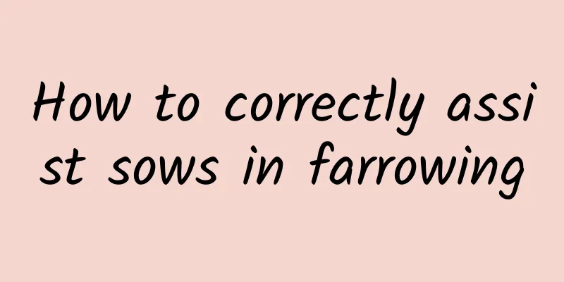 How to correctly assist sows in farrowing