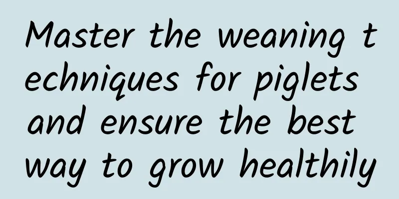 Master the weaning techniques for piglets and ensure the best way to grow healthily