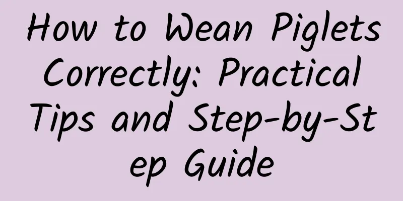 How to Wean Piglets Correctly: Practical Tips and Step-by-Step Guide