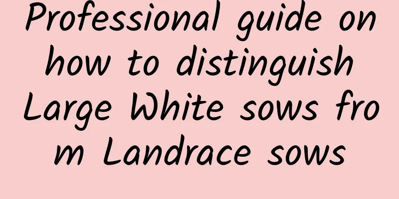 Professional guide on how to distinguish Large White sows from Landrace sows