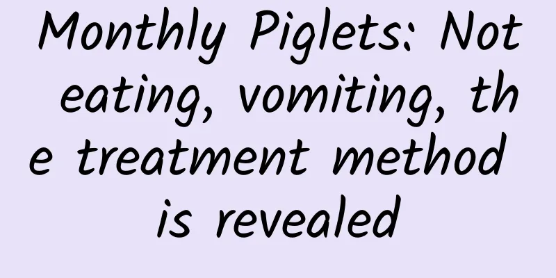 Monthly Piglets: Not eating, vomiting, the treatment method is revealed