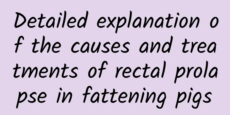 Detailed explanation of the causes and treatments of rectal prolapse in fattening pigs