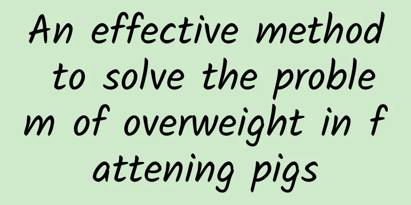 An effective method to solve the problem of overweight in fattening pigs