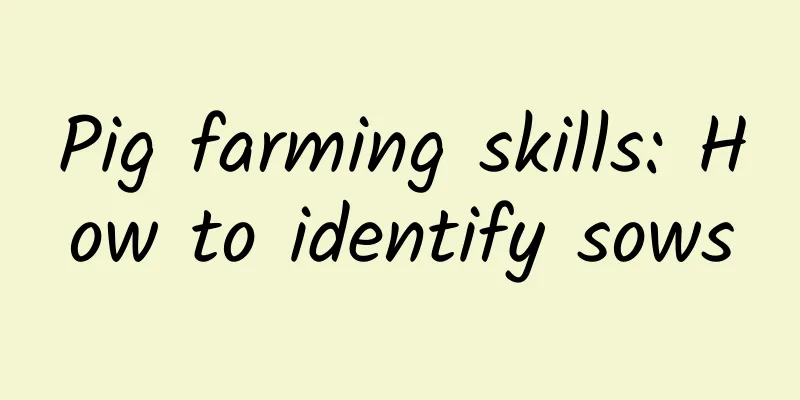 Pig farming skills: How to identify sows