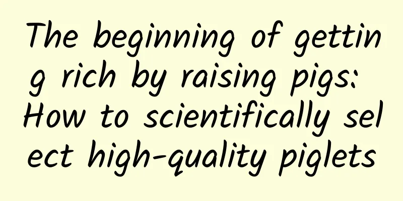 The beginning of getting rich by raising pigs: How to scientifically select high-quality piglets