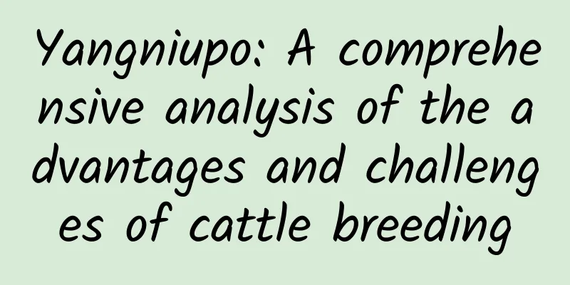 Yangniupo: A comprehensive analysis of the advantages and challenges of cattle breeding