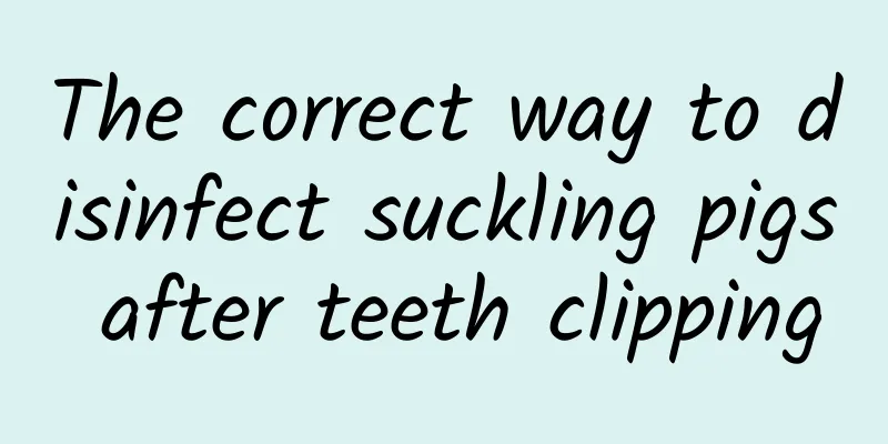 The correct way to disinfect suckling pigs after teeth clipping