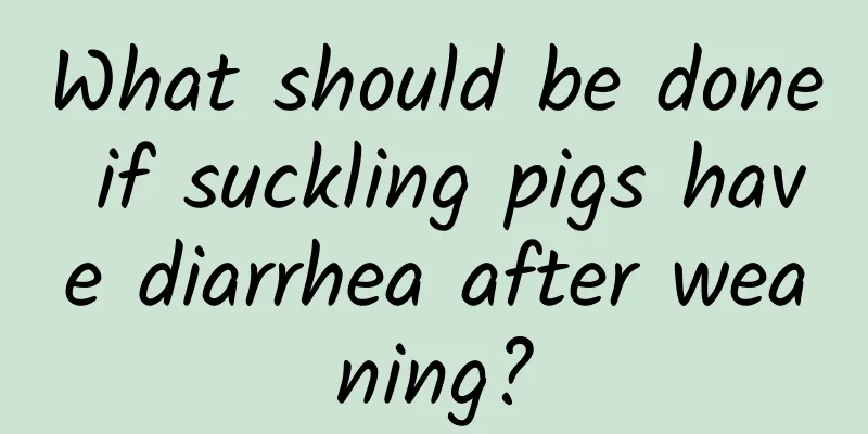 What should be done if suckling pigs have diarrhea after weaning?