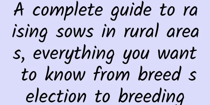 A complete guide to raising sows in rural areas, everything you want to know from breed selection to breeding