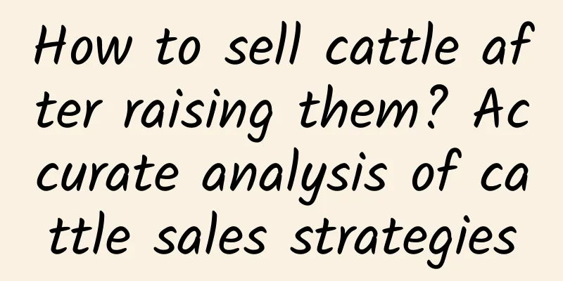 How to sell cattle after raising them? Accurate analysis of cattle sales strategies