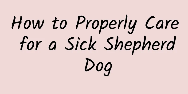 How to Properly Care for a Sick Shepherd Dog