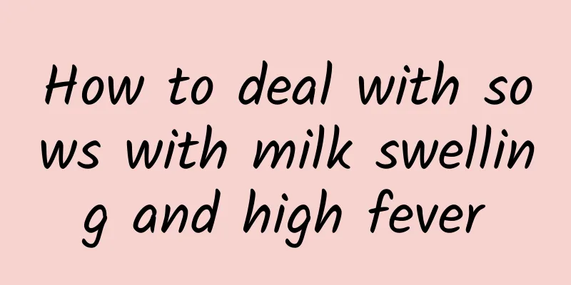 How to deal with sows with milk swelling and high fever