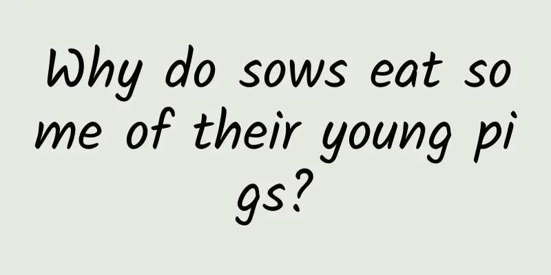 Why do sows eat some of their young pigs?