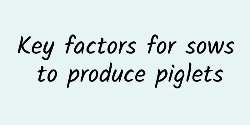 Key factors for sows to produce piglets
