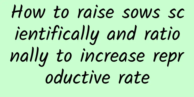 How to raise sows scientifically and rationally to increase reproductive rate
