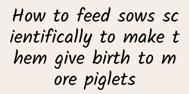 How to feed sows scientifically to make them give birth to more piglets