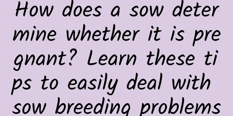 How does a sow determine whether it is pregnant? Learn these tips to easily deal with sow breeding problems
