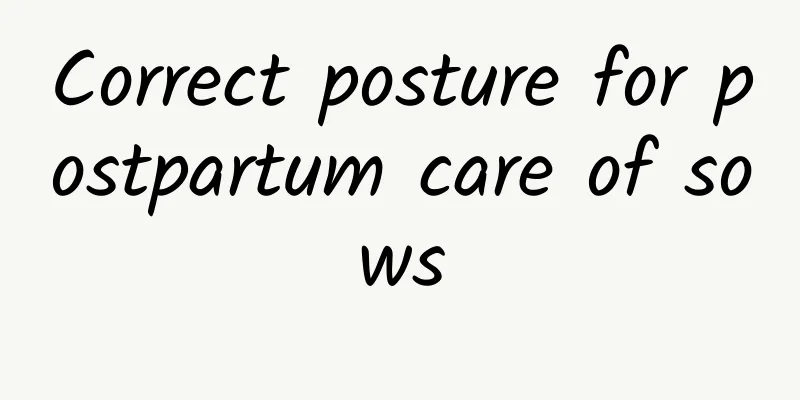 Correct posture for postpartum care of sows