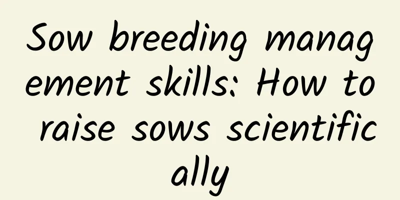 Sow breeding management skills: How to raise sows scientifically
