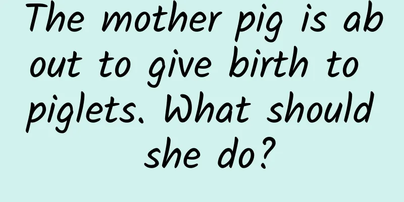 The mother pig is about to give birth to piglets. What should she do?