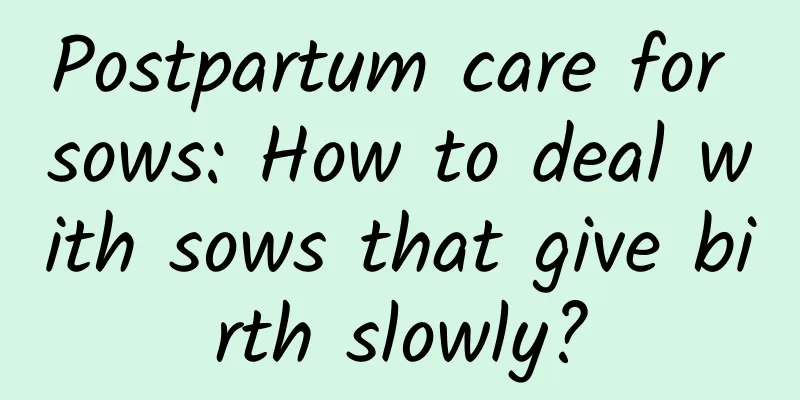 Postpartum care for sows: How to deal with sows that give birth slowly?
